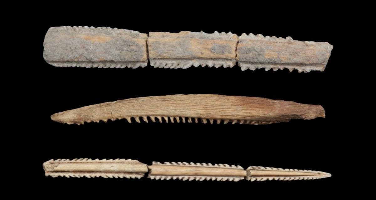 Stingray Barbs Reveal Maya Bloodletting Rituals